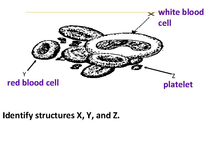 white blood cell Y red blood cell Identify structures X, Y, and Z. Z