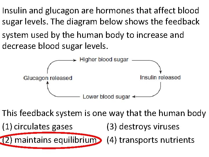 Insulin and glucagon are hormones that affect blood sugar levels. The diagram below shows