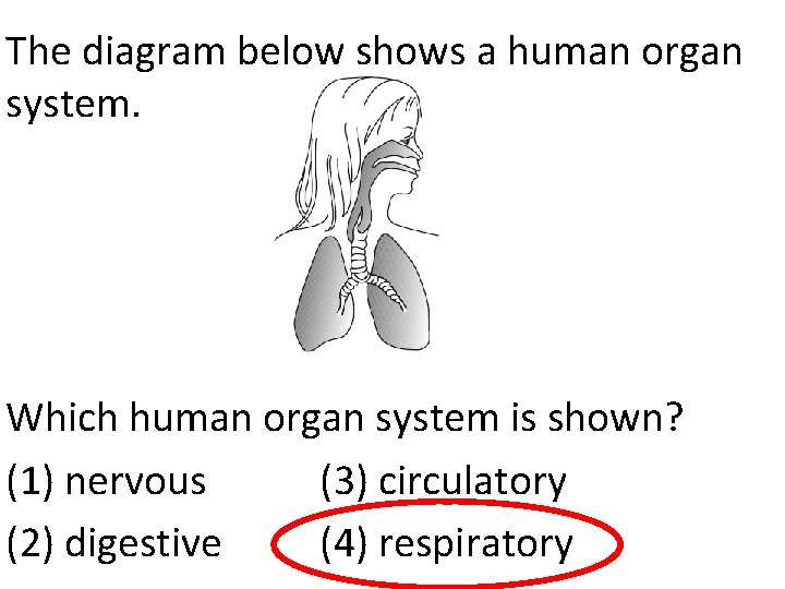 The diagram below shows a human organ system. Which human organ system is shown?
