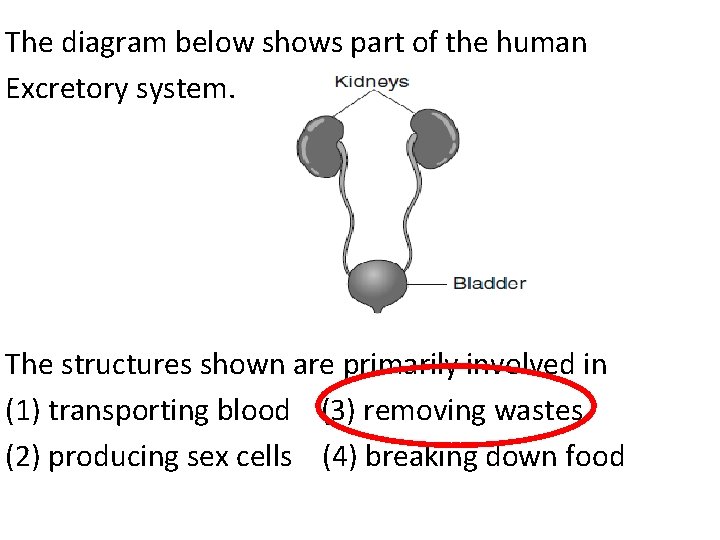 The diagram below shows part of the human Excretory system. The structures shown are
