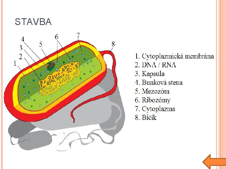 STAVBA 