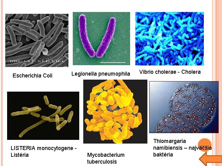 Escherichia Coli Legionella pneumophila LISTERIA monocytogene Listéria Mycobacterium tuberculosis Vibrio cholerae - Cholera Thiomargaria