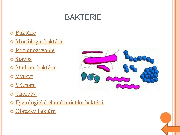 BAKTÉRIE Baktérie Morfológia baktérií Rozmnožovanie Stavba Štúdium baktérií Výskyt Význam Choroby Fyziologická charakteristika baktérií