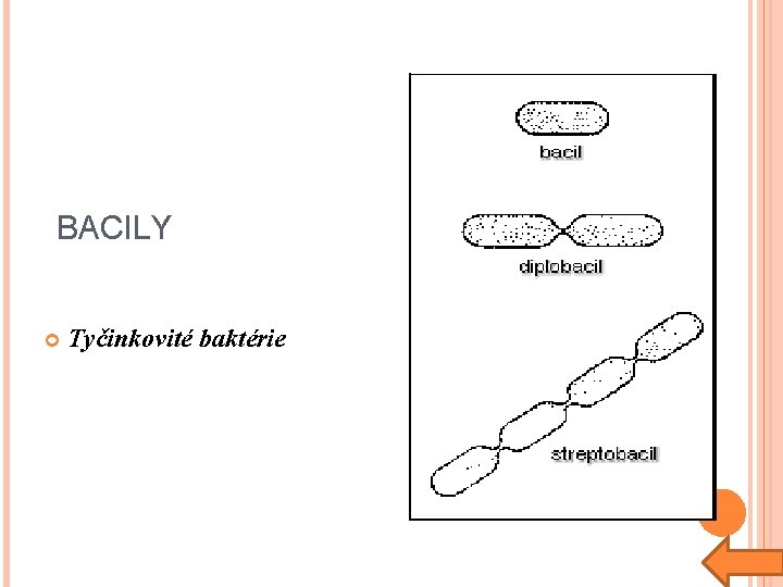 BACILY Tyčinkovité baktérie 