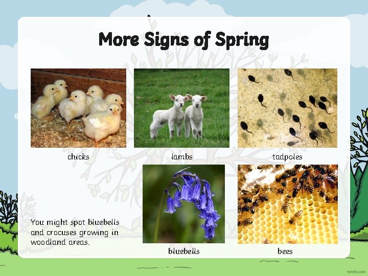 More Signs of Spring chicks You might spot bluebells and crocuses growing in woodland