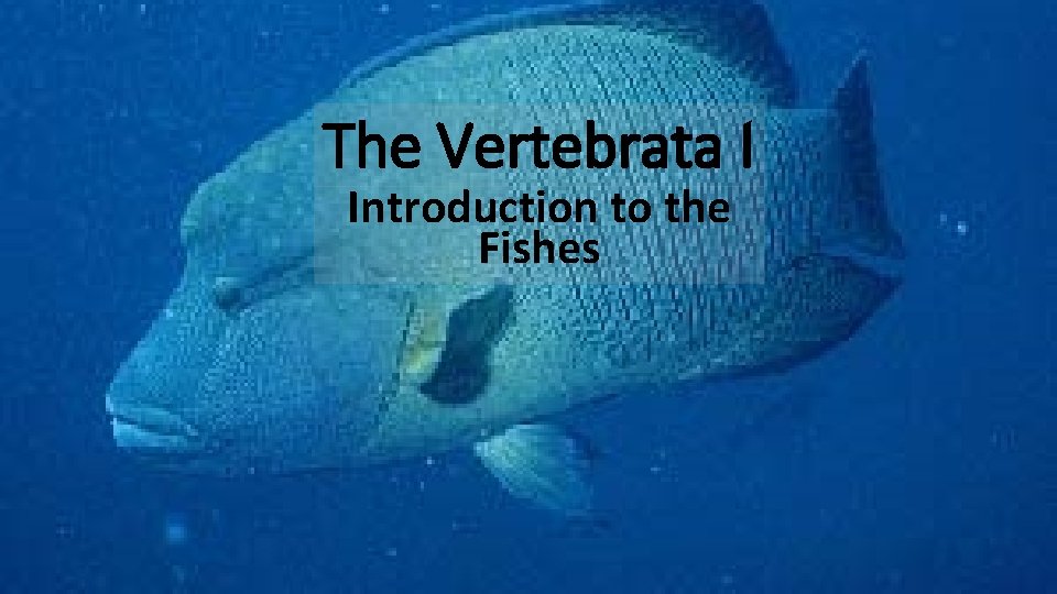 The Vertebrata I Introduction to the Fishes 