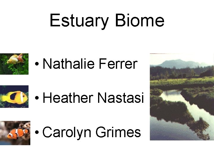 Estuary Biome • Nathalie Ferrer • Heather Nastasi • Carolyn Grimes 