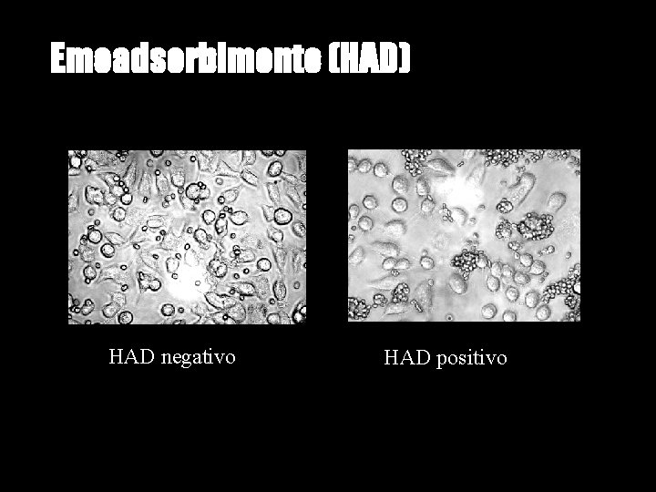Emoadsorbimento (HAD) HAD negativo HAD positivo 
