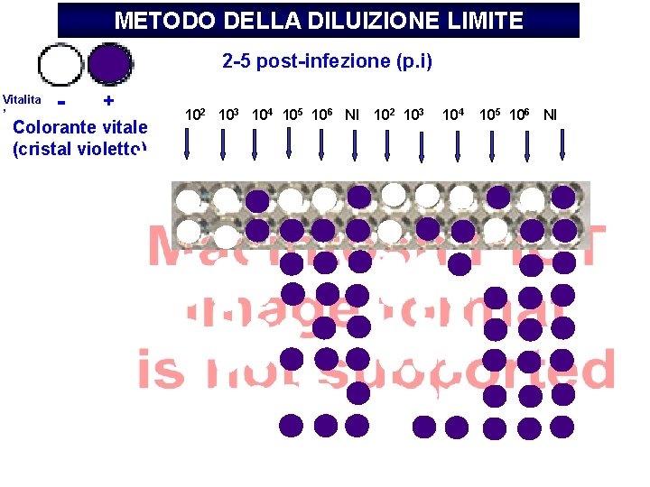 METODO DELLA DILUIZIONE LIMITE 2 -5 post-infezione (p. i) Vitalita ’ - + Colorante