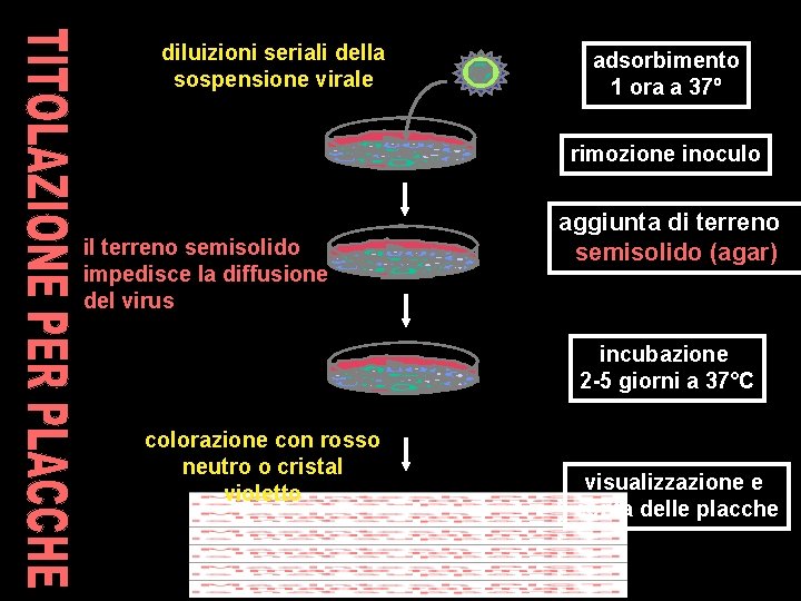 diluizioni seriali della sospensione virale adsorbimento 1 ora a 37º rimozione inoculo il terreno