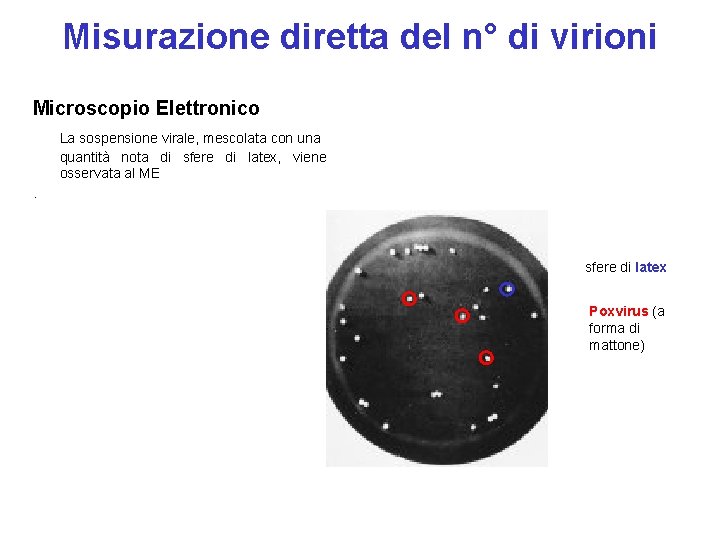 Misurazione diretta del n° di virioni Microscopio Elettronico La sospensione virale, mescolata con una