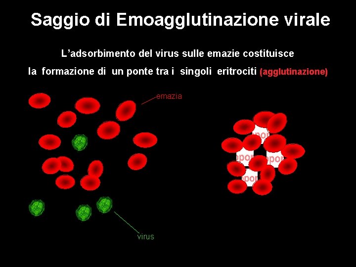 Saggio di Emoagglutinazione virale L’adsorbimento del virus sulle emazie costituisce la formazione di un