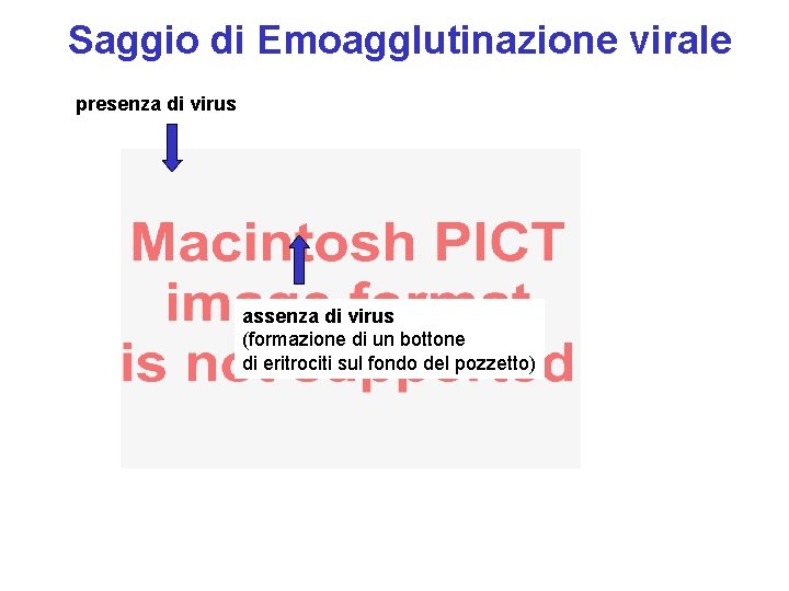 Saggio di Emoagglutinazione virale presenza di virus assenza di virus (formazione di un bottone