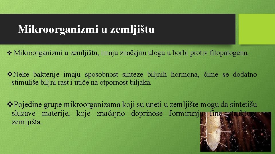 Mikroorganizmi u zemljištu v Mikroorganizmi u zemljištu, imaju značajnu ulogu u borbi protiv fitopatogena. Mikroorganizmi u zemljištu v Mikroorganizmi u zemljištu, imaju značajnu ulogu u borbi protiv fitopatogena.