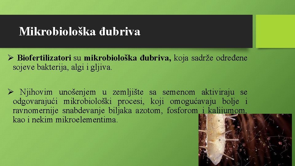 Mikrobiološka đubriva Ø Biofertilizatori su mikrobiološka đubriva, koja sadrže određene sojeve bakterija, algi i