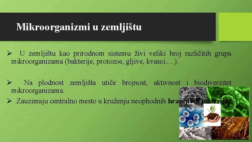 Mikroorganizmi u zemljištu Ø U zemljištu kao prirodnom sistemu živi veliki broj različitih grupa