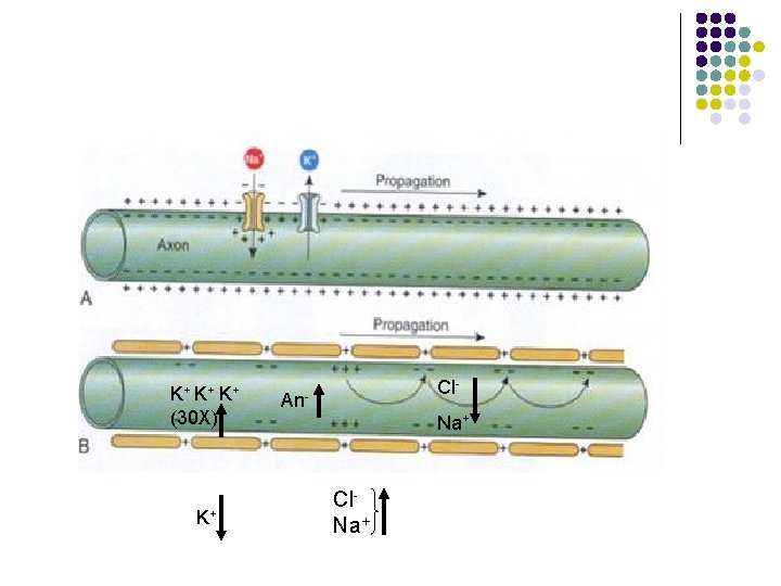 K+ K+ K+ (30 X) K+ Cl- An- Na+ Cl. Na+ 