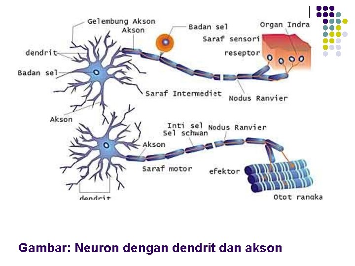 Gambar: Neuron dengan dendrit dan akson 