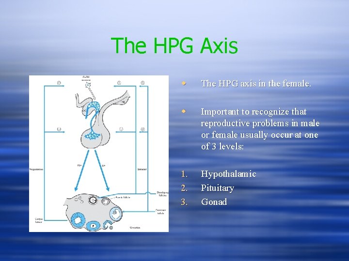 The HPG Axis w The HPG axis in the female. w Important to recognize