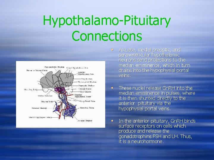 Hypothalamo-Pituitary Connections w Arcuate, medial preoptic, and paraventricular hypothalamic neurons send projections to the