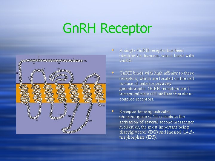 Gn. RH Receptor w A single Gn. RH receptor has been identified in humans,