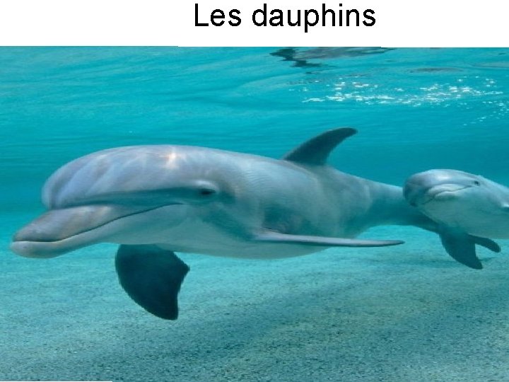Les dauphins 