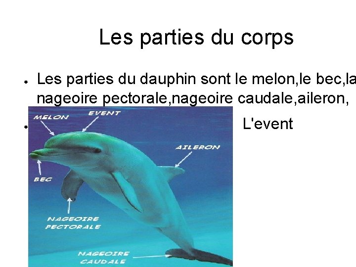 Les parties du corps ● ● Les parties du dauphin sont le melon, le