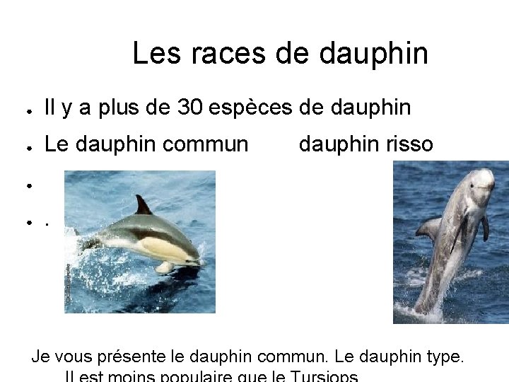 Les races de dauphin ● Il y a plus de 30 espèces de dauphin