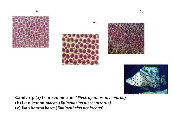 (a) (b) (c) © J. Randall, maculatus) fishbase Gambar 3. (a) Ikan kerapu sunu