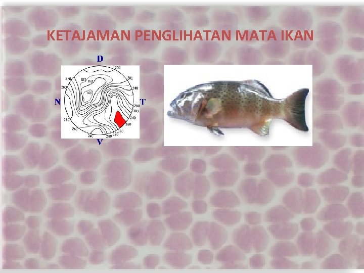 KETAJAMAN PENGLIHATAN MATA IKAN 