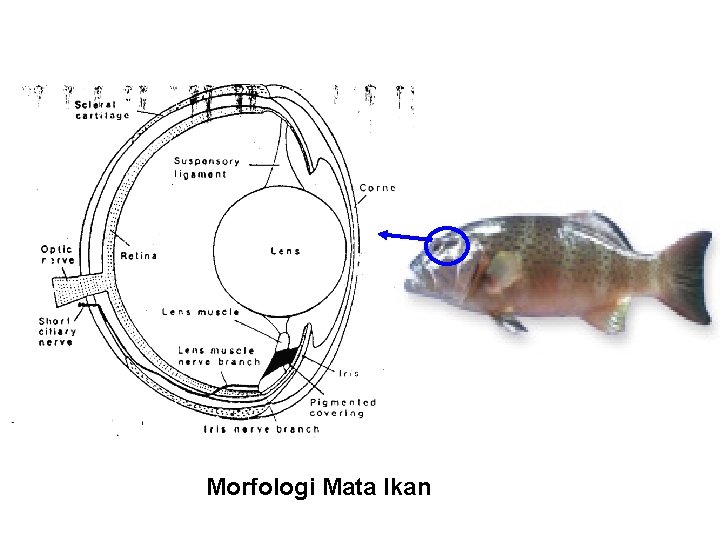 Morfologi Mata Ikan 