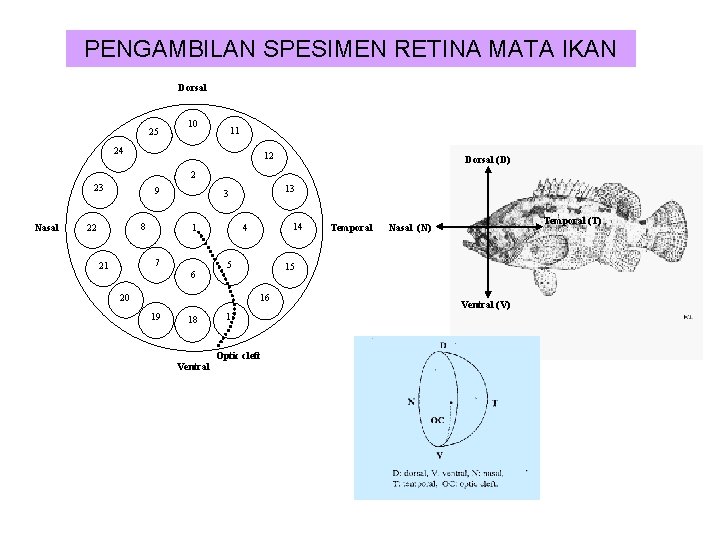 PENGAMBILAN SPESIMEN RETINA MATA IKAN Dorsal 25 10 11 24 12 Dorsal (D) 2