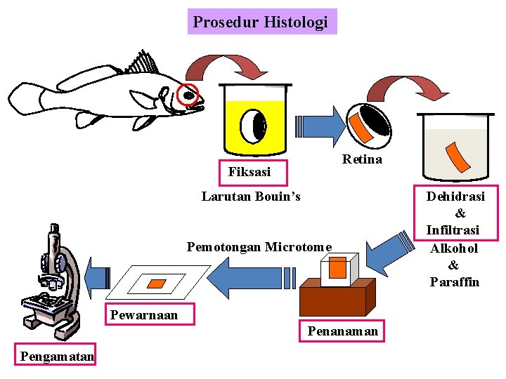 Prosedur Histologi Retina Fiksasi Larutan Bouin’s Pemotongan Microtome Pewarnaan Penanaman Pengamatan Dehidrasi & Infiltrasi