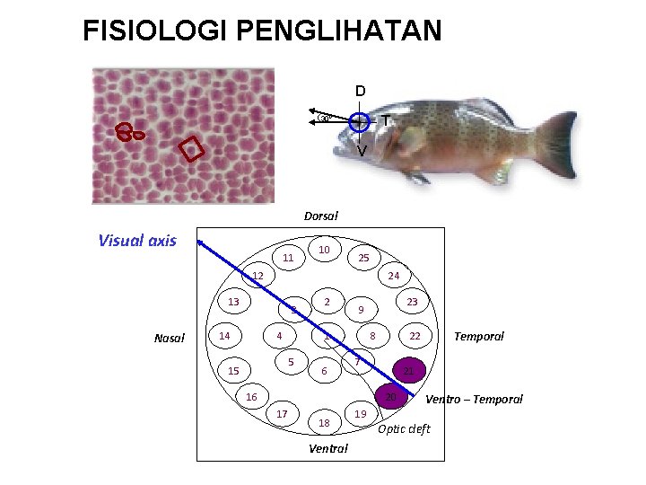 FISIOLOGI PENGLIHATAN D T 300 V Dorsal Visual axis 11 10 25 12 24