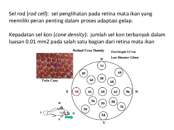 Sel rod (rod cell): sel penglihatan pada retina mata ikan yang memiliki peran penting