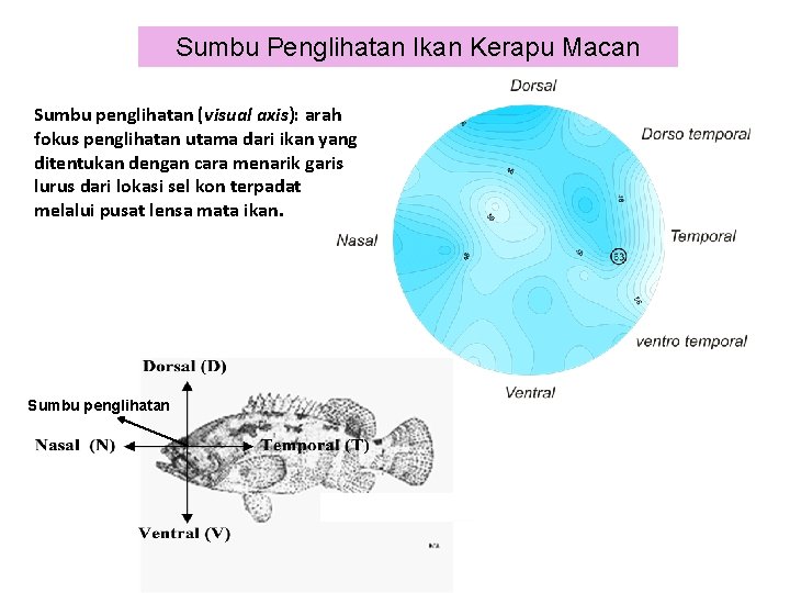 Sumbu Penglihatan Ikan Kerapu Macan Sumbu penglihatan (visual axis): arah fokus penglihatan utama dari