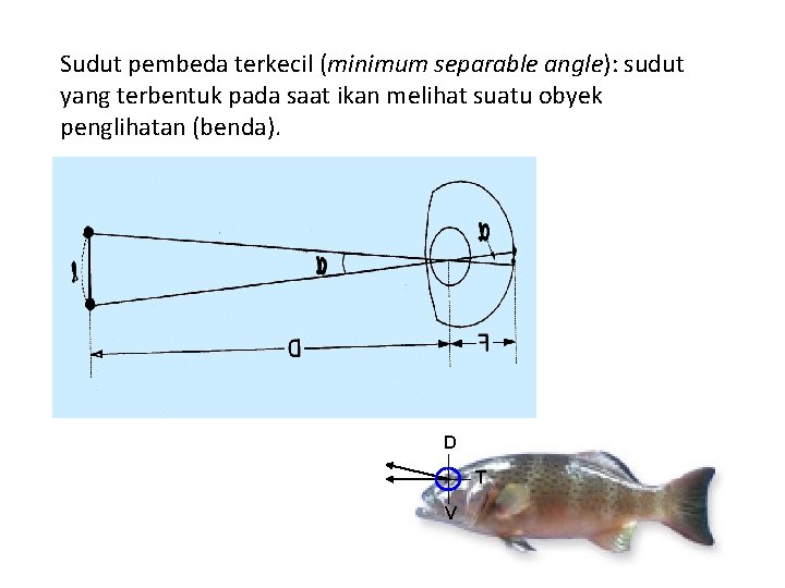 Sudut pembeda terkecil (minimum separable angle): sudut yang terbentuk pada saat ikan melihat suatu