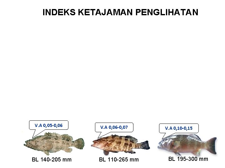 INDEKS KETAJAMAN PENGLIHATAN V. A 0, 05 -0, 06 BL 140 -205 mm V.