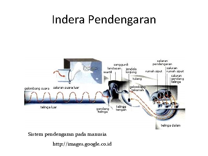 Indera Pendengaran Sistem pendengaran pada manusia http: //images. google. co. id 