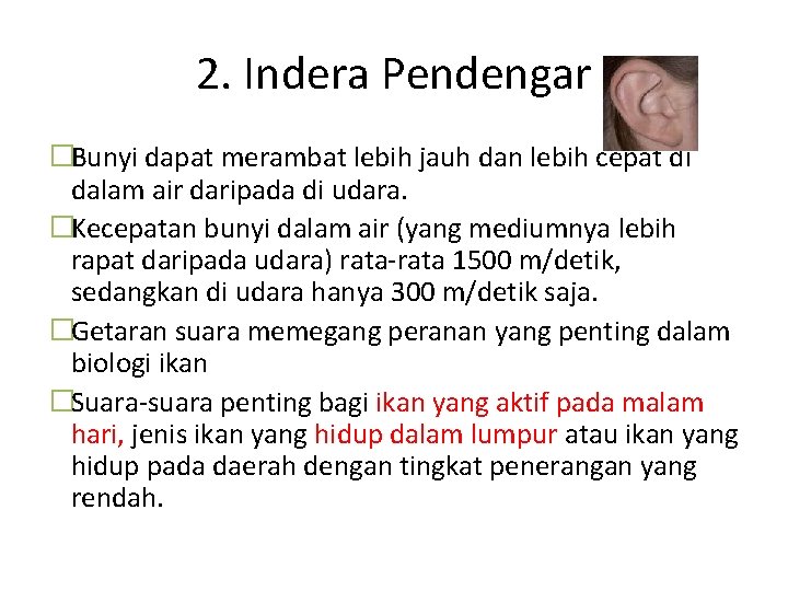 2. Indera Pendengar �Bunyi dapat merambat lebih jauh dan lebih cepat di dalam air