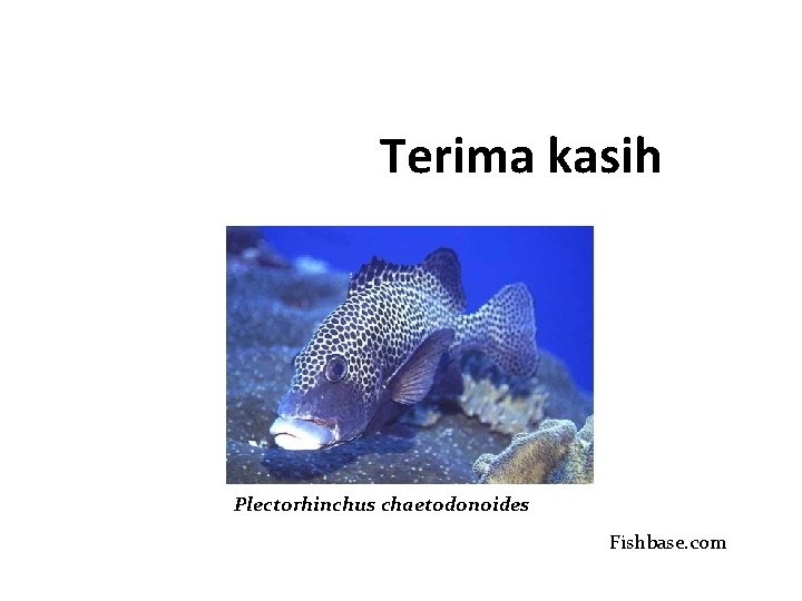 Terima kasih Plectorhinchus chaetodonoides Fishbase. com 