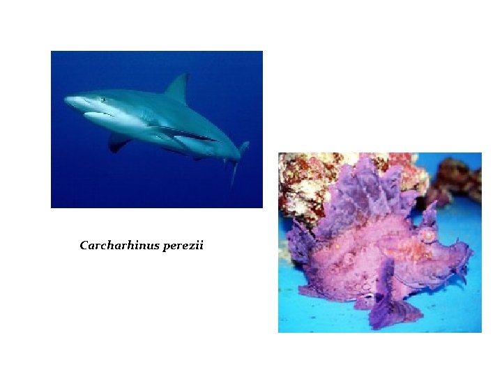 Carcharhinus perezii 