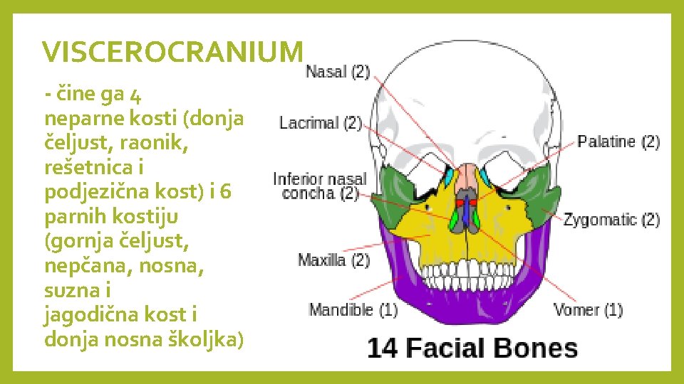 VISCEROCRANIUM - čine ga 4 neparne kosti (donja čeljust, raonik, rešetnica i podjezična kost)