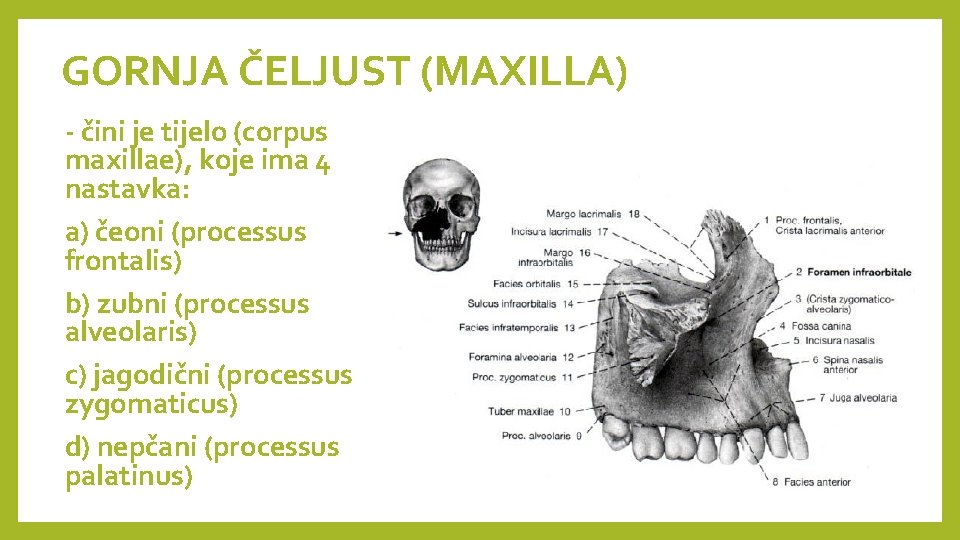 GORNJA ČELJUST (MAXILLA) - čini je tijelo (corpus maxillae), koje ima 4 nastavka: a)