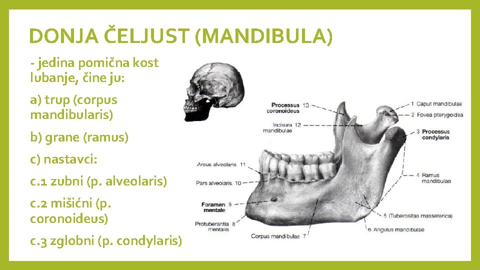 DONJA ČELJUST (MANDIBULA) - jedina pomična kost lubanje, čine ju: a) trup (corpus mandibularis)