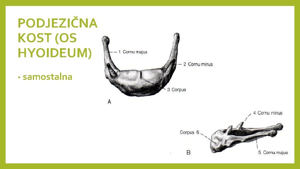 PODJEZIČNA KOST (OS HYOIDEUM) - samostalna 
