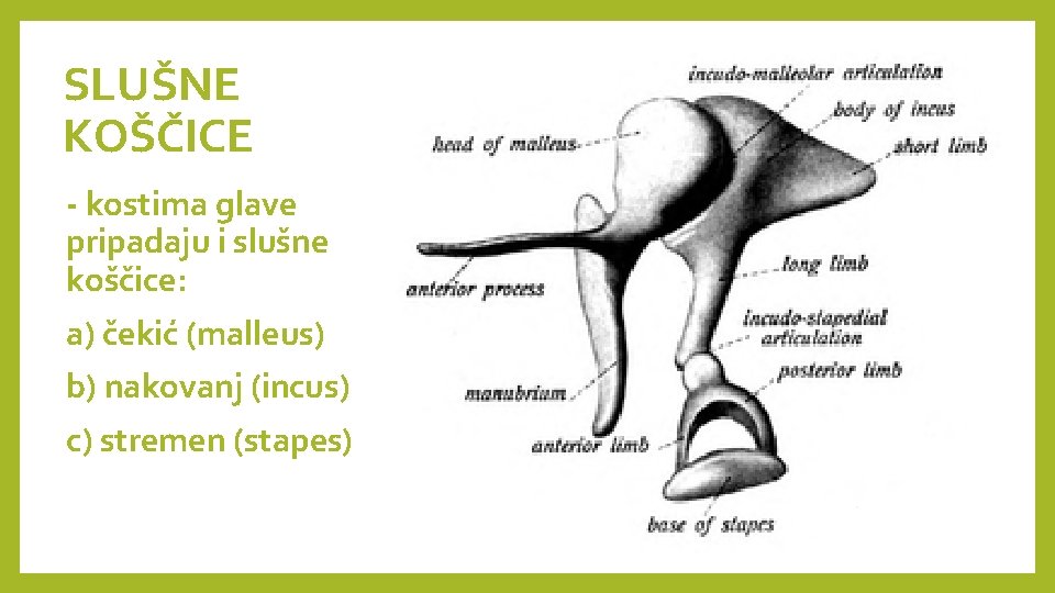 SLUŠNE KOŠČICE - kostima glave pripadaju i slušne koščice: a) čekić (malleus) b) nakovanj