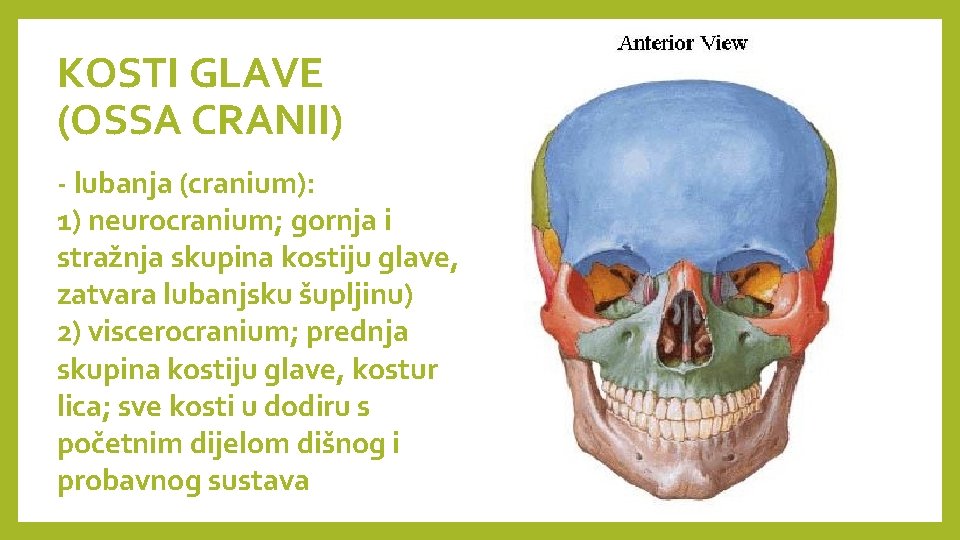 KOSTI GLAVE (OSSA CRANII) - lubanja (cranium): 1) neurocranium; gornja i stražnja skupina kostiju