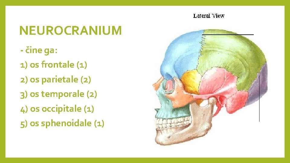 NEUROCRANIUM - čine ga: 1) os frontale (1) 2) os parietale (2) 3) os