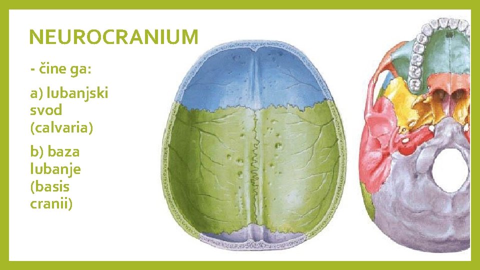 NEUROCRANIUM - čine ga: a) lubanjski svod (calvaria) b) baza lubanje (basis cranii) 